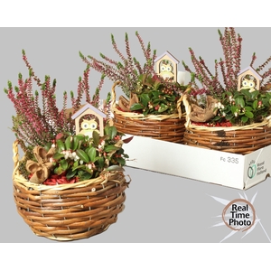ARR TUINPLANTEN