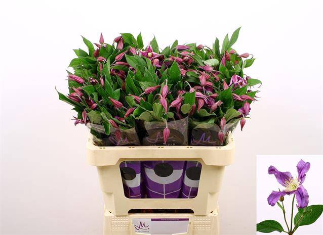 <h4>Clematis Amazing Rome Marginpar</h4>