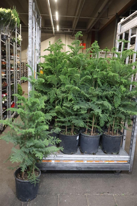 <h4>Arau Heterophyl</h4>