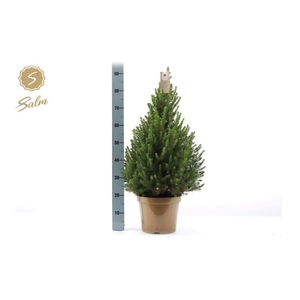 PICEA GL DECEMBER