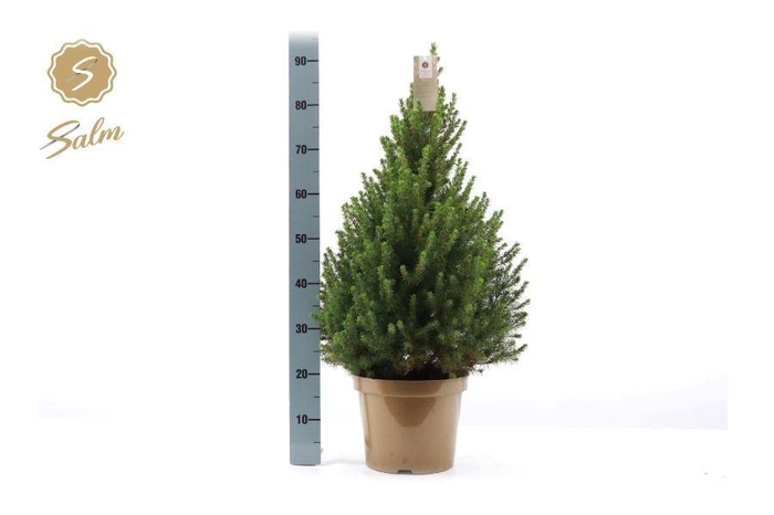 <h4>PICEA GL DECEMBER</h4>