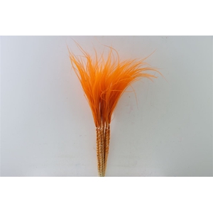 Dried Stypha Penata Orange Bunch