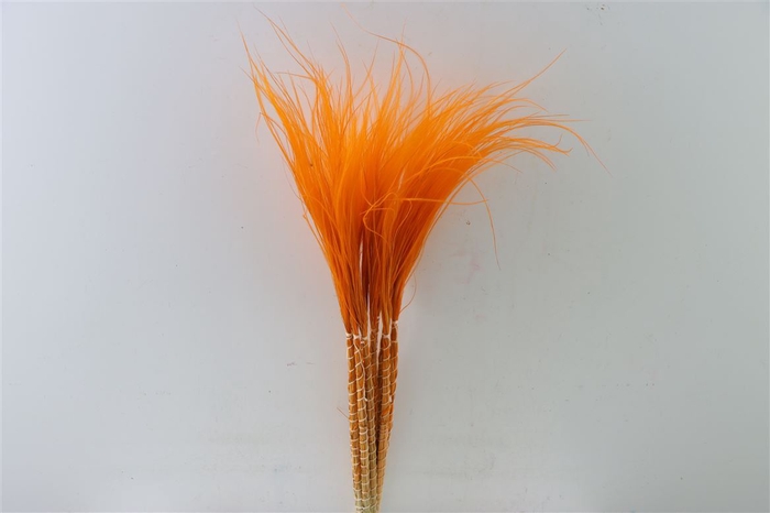 <h4>Dried Stypha Penata Orange Bunch</h4>