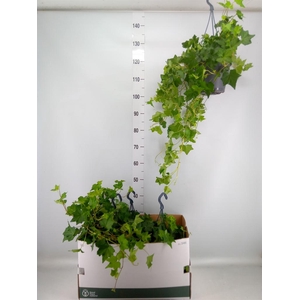 Hedera helix 'Brigitte'