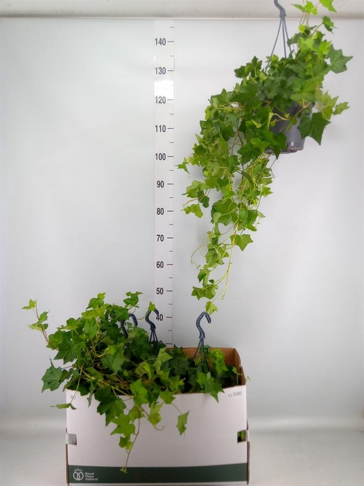 <h4>Hedera helix 'Brigitte'</h4>