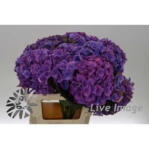 Hydrangea mac midnight sky