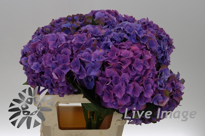 <h4>Hydrangea mac midnight sky</h4>