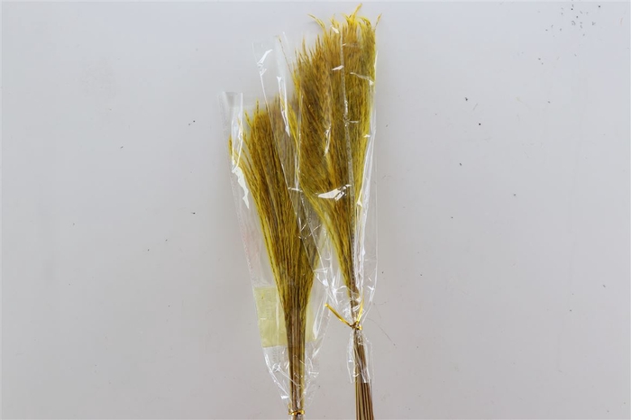 <h4>Dried Silvergrass Yellow 20pcs Bunch Slv</h4>