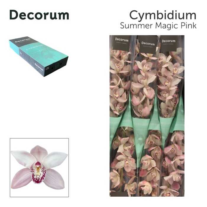 <h4>Cymbidium  Summer Mag Pink</h4>