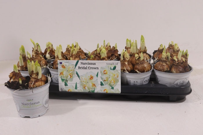 <h4>NARC D BRIDAL CROWN</h4>