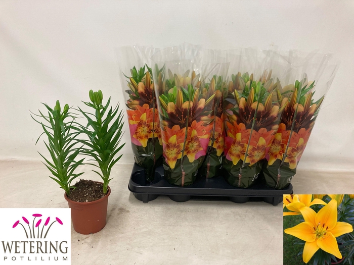 <h4>LIL AS TINY BEE</h4>