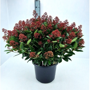 Skimmia jap. 'Rubella'