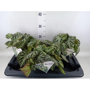 Begonia BD 'Silver Jewell'