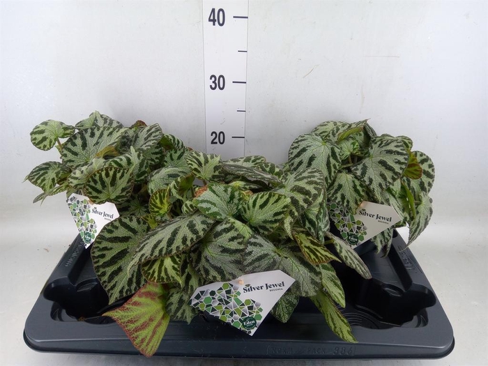 <h4>Begonia BD 'Silver Jewell'</h4>