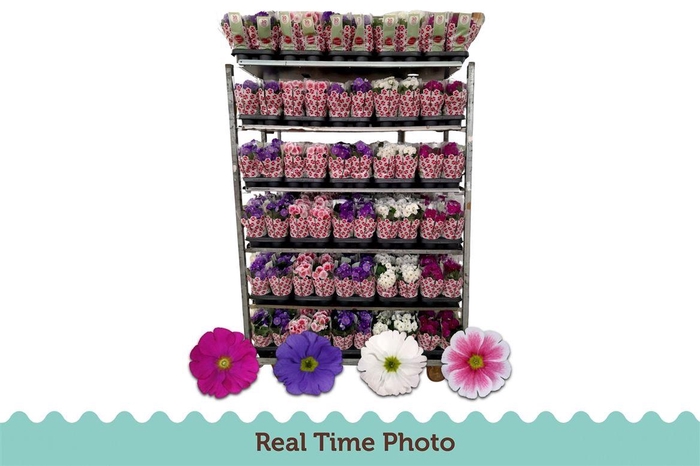 Prim Ob Tm Mixk 1 Kleur Per Tray