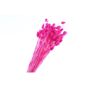 Phalaris Cerise