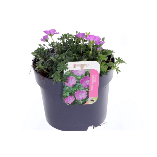 <h4>Geranium Max Frei</h4>