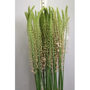 Eremurus Romance