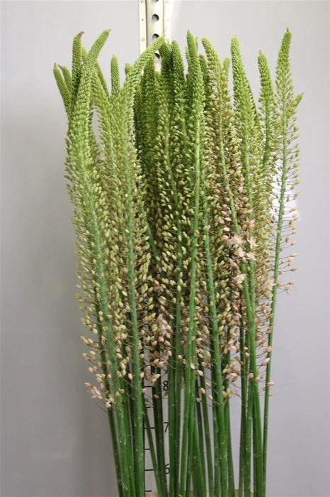 <h4>Eremurus Romance</h4>