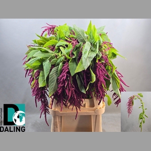 AMAR CA LOV LI BLEED