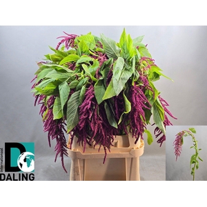 AMAR CA LOV LI BLEED