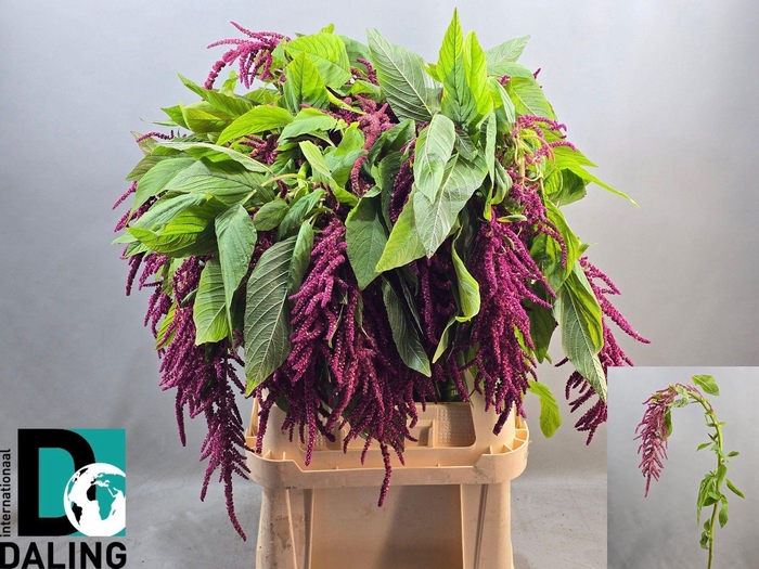 <h4>AMAR CA LOV LI BLEED</h4>