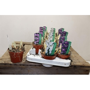 arr8 Crocus 3 Kleur Mixtray