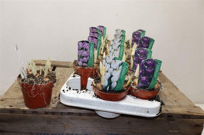 <h4>Crocus 3 Kleur Mixtray</h4>