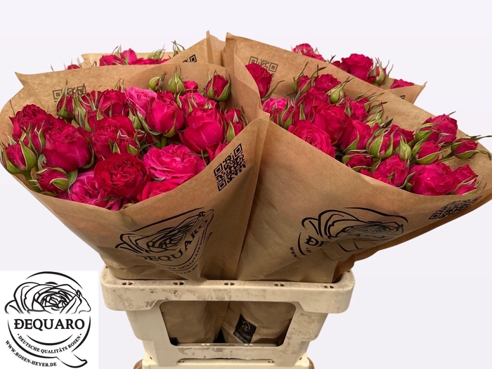 <h4>R TR DOMINO</h4>