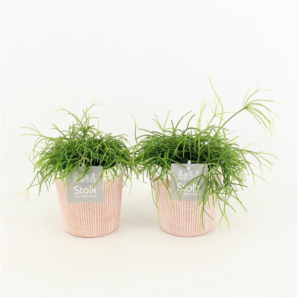 <h4>Rhipsalis Cassutha in Terracotta</h4>