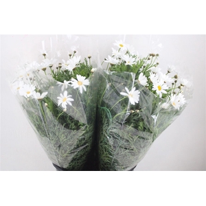 Margriet White Extra P Stem