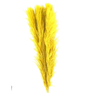 Dried Cortaderia Lao Grass Bleached Yellow P Stem