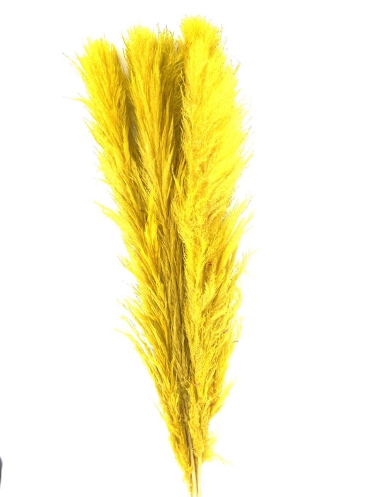 <h4>Dried Cortaderia Lao Grass Bleached Yellow P Stem</h4>