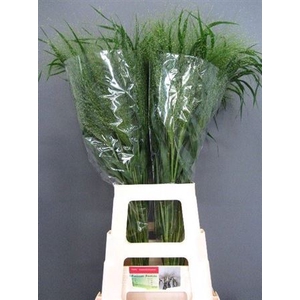 Panicum Fountain