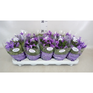 Campanula porten. 'Ocean'