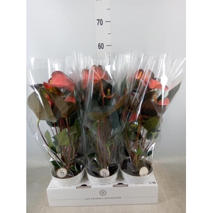 Anthurium andr. 'Rainbow Champion'