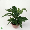 Anthurium elipticum 'Jungle Bush'