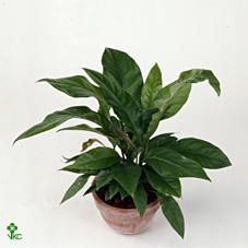 Anthurium elipticum 'Jungle Bush'