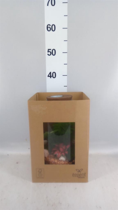 <h4>Arr.    Planten  H%</h4>