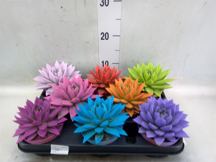 <h4>Echeveria  'Miranda'</h4>