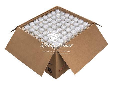Xl Bulk Whi01