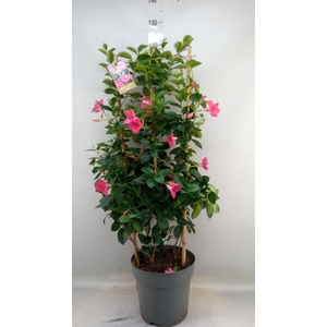 Mandevilla am. 'Sundav Pink'