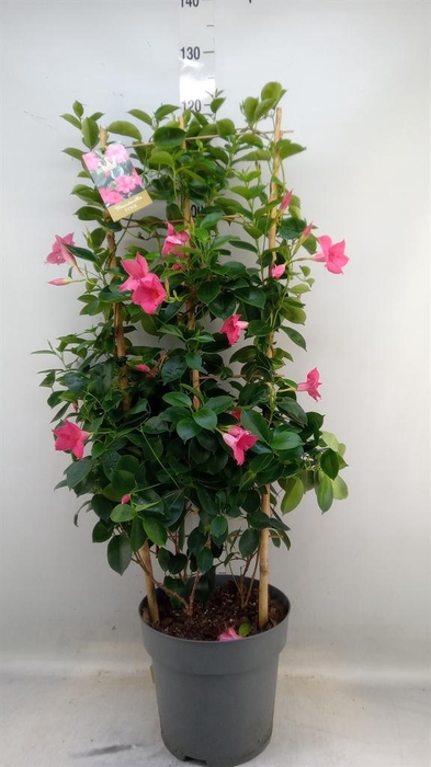 <h4>Mandevilla am. 'Sundav Pink'</h4>