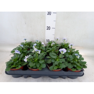 Viola corn. 'Evo Mini Marina'
