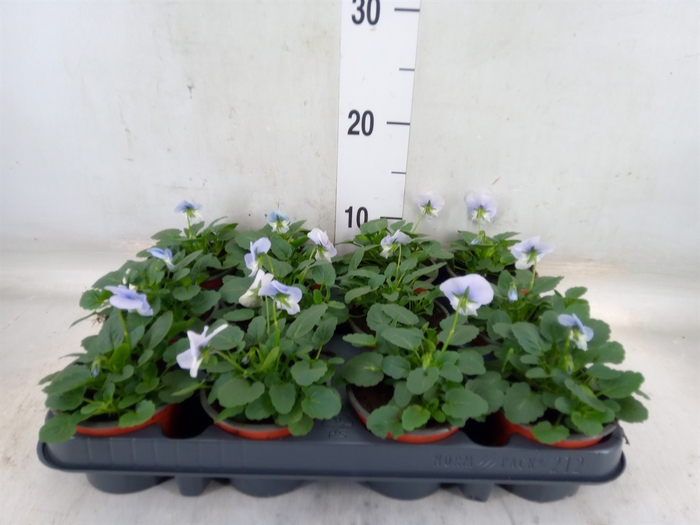 <h4>Viola corn. 'Evo Mini Marina'</h4>
