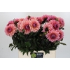 Dahlia Sweet Sanne