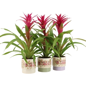 7501447: Solutionss Consideration