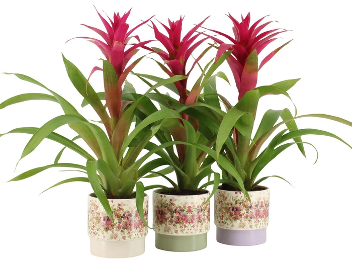 <h4>7501447: Solutionss Consideration</h4>