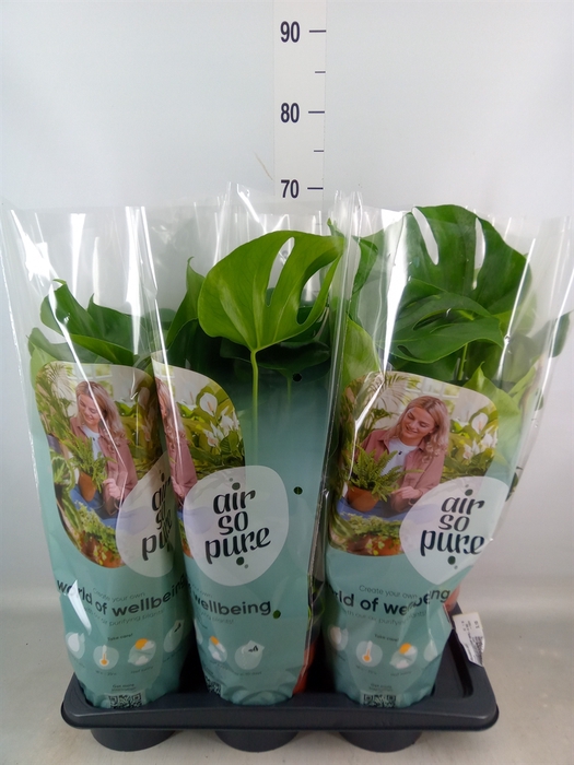 <h4>Monstera delic.</h4>