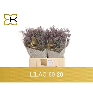 LIM SAF LILAC